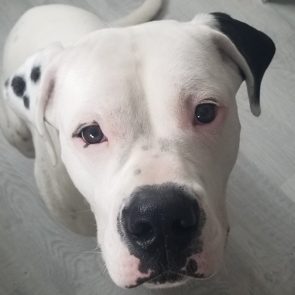 Meet your Posher, Alyssa - Picture 1 of 1